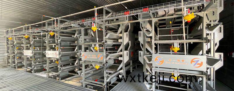 掌(zhang)握蛋鷄養殖要點(dian)，輕鬆進行飼養工(gong)作