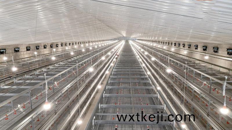 這種蛋鷄飼養設備(bei)使(shi)用時會(hui)遇到哪些(xie)問題？