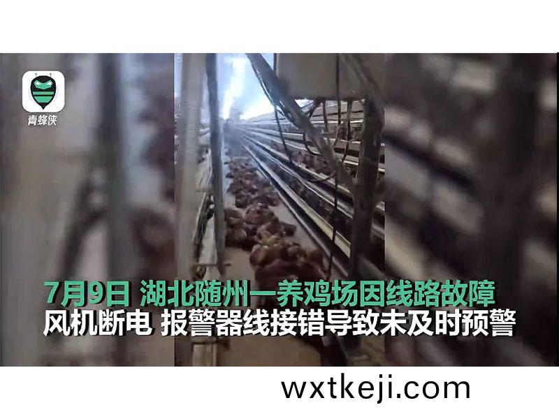 4000隻鷄被熱死！湖北養鷄場停電故障給我們的啟示
