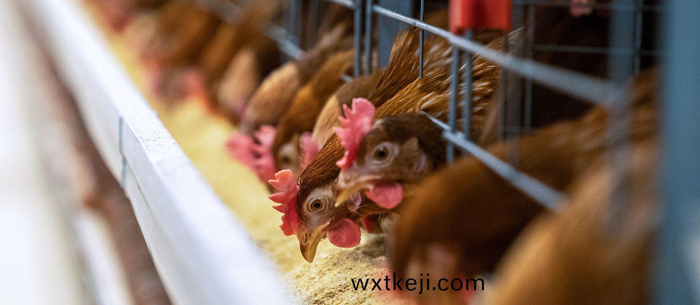 蛋鷄設備