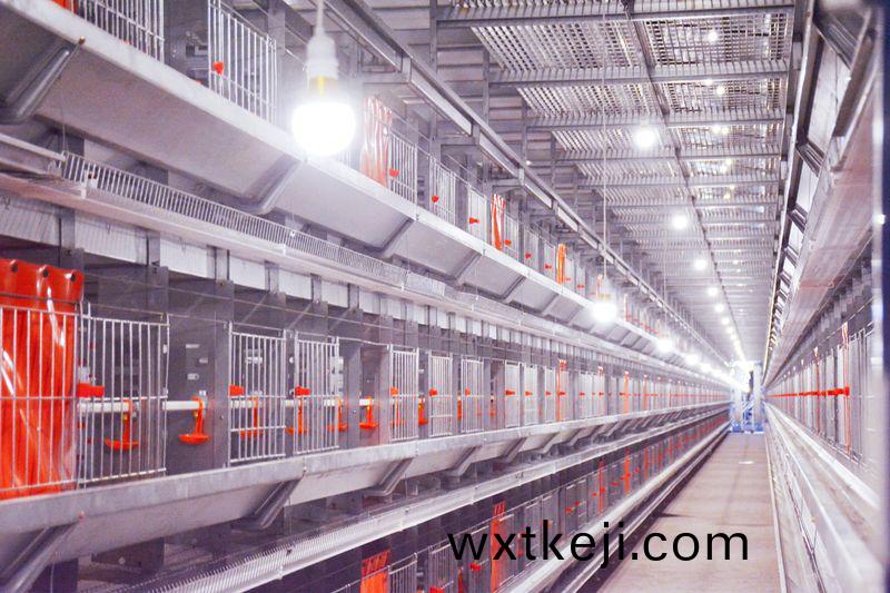 全(quan)自動化養鷄設備助力養鷄業轉型陞級