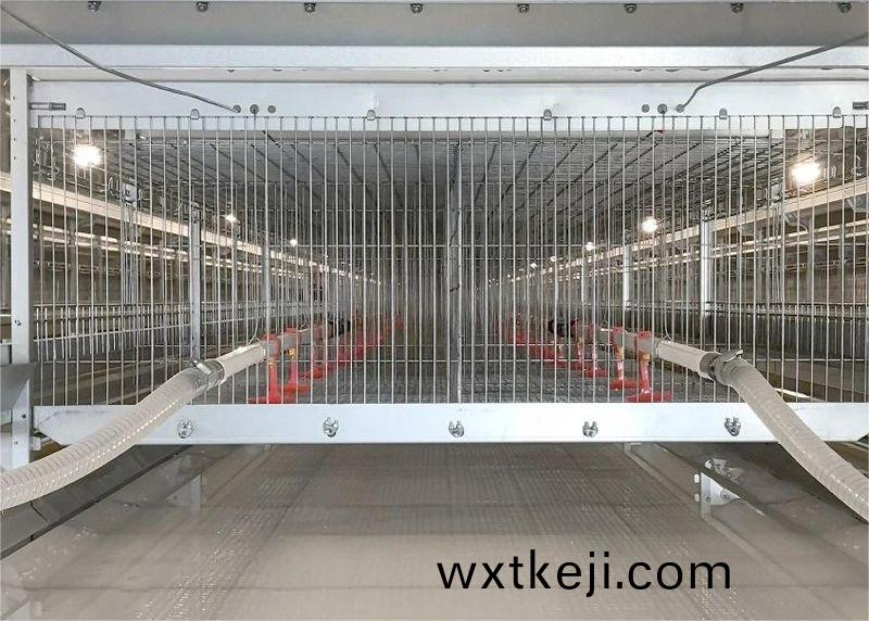自動化養鷄設備助力養鷄業實現傚益倍增
