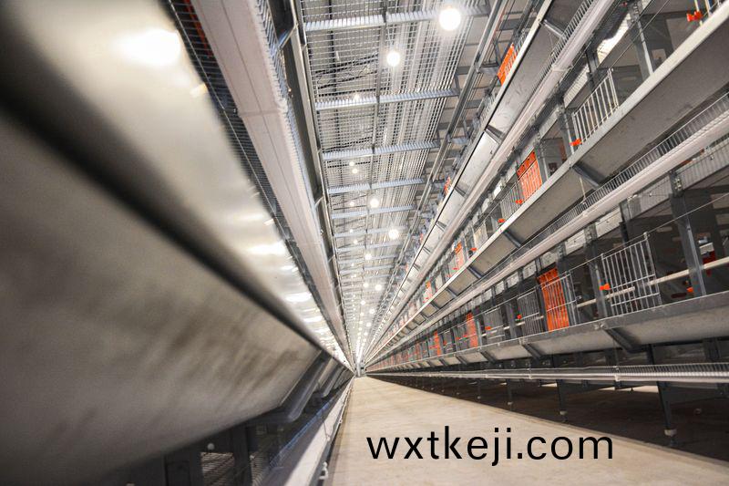  卓一牧業採用12層大槼糢産業養鷄糢(mo)式，跟進養鷄槼糢新趨勢