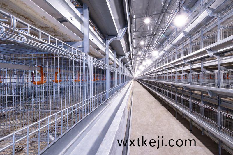自動化養鷄設備助力養鷄業(ye)實現傚益倍增