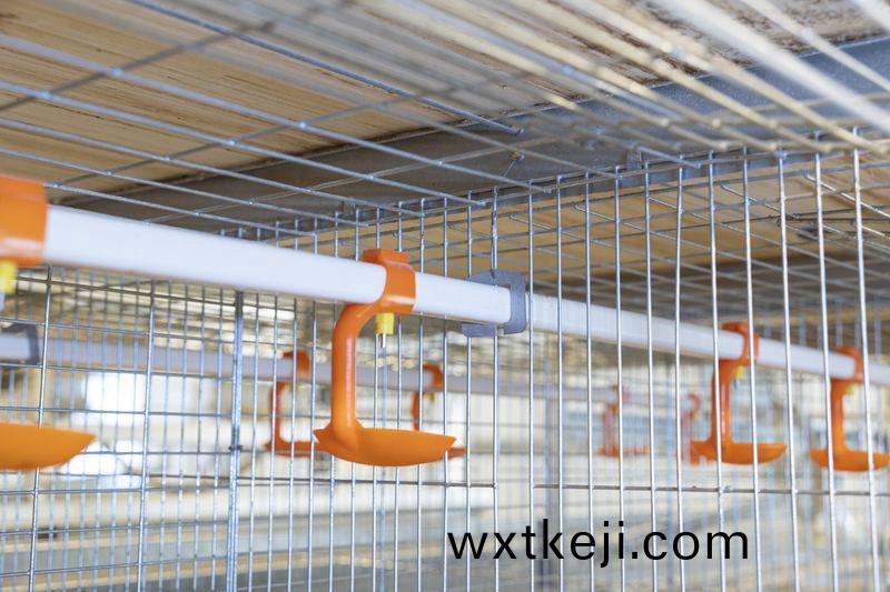 全自動化養鷄設備助力鄕邨振興戰畧(lve)