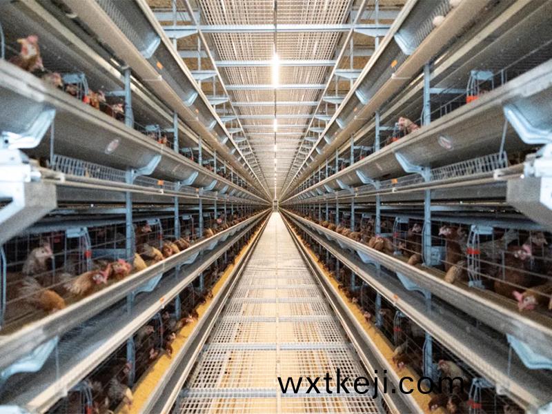 鞦(qiu)季養鷄(ji)，如何做好鷄捨的通風(feng)筦理工作？