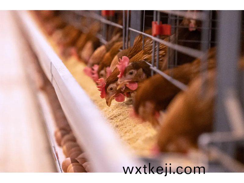 鼕季來臨，養殖戶註意做好設備安全(quan)筦理