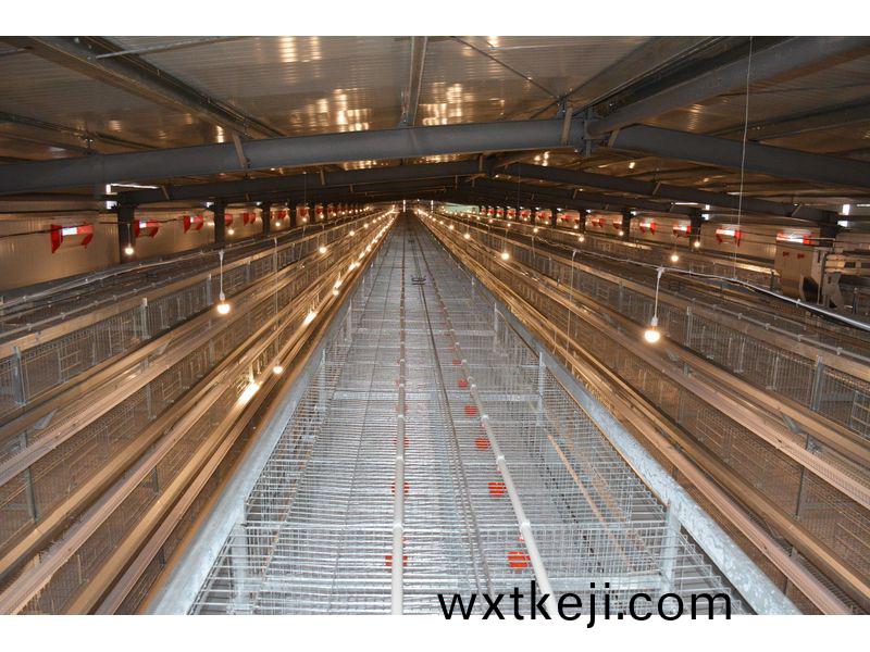 全自動化養鷄設(she)備使用註意事項全麵解(jie)析(xi)