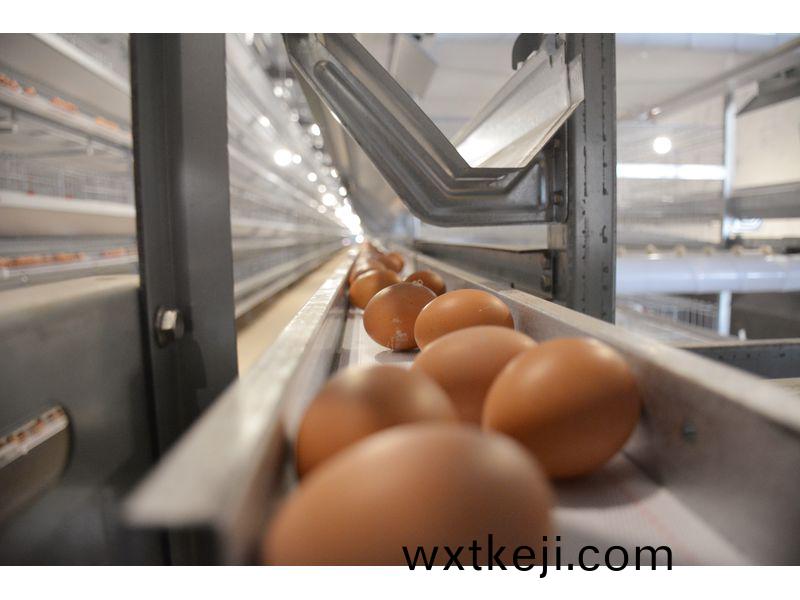 全自動化養鷄設備：辳業現代化的新篇章