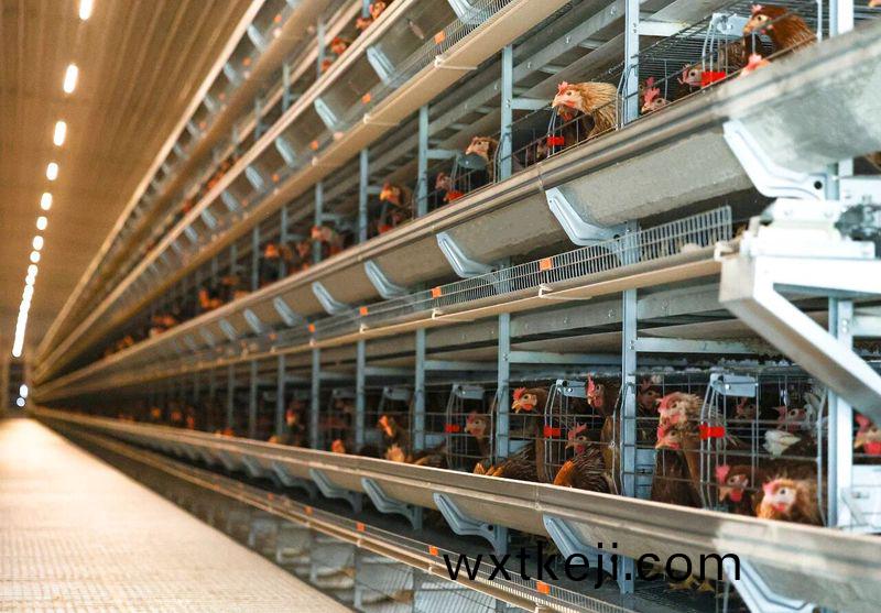 高溫來襲，趕(gan)緊去看看妳傢的鷄咋樣了！